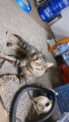 Lost Male Cat last seen Hiland rd, Pomeroy, OH 45769