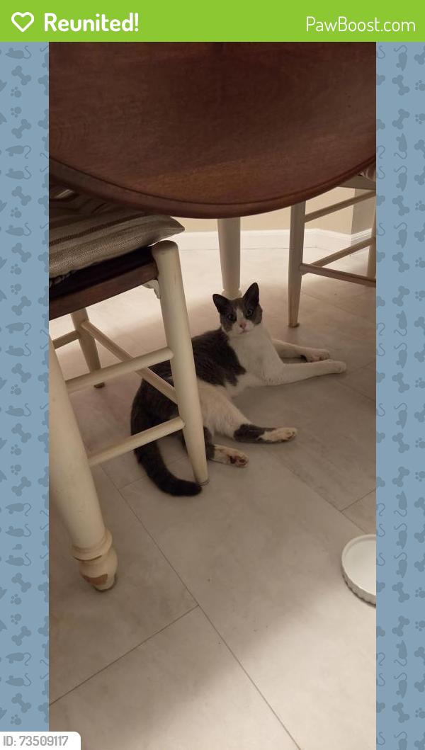 Reunited Unknown Cat last seen 98th & Russell, Bloomington, MN 55431