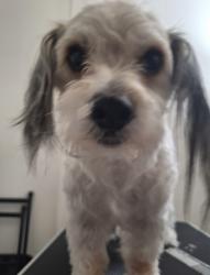 Reunited Male Dog last seen Cave creek and east tonto lane, Phoenix, AZ 85024