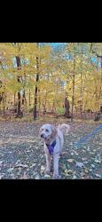 Reunited Female Dog last seen Mineral Point and Crosby St, Janesville, WI, Janesville, WI 53548