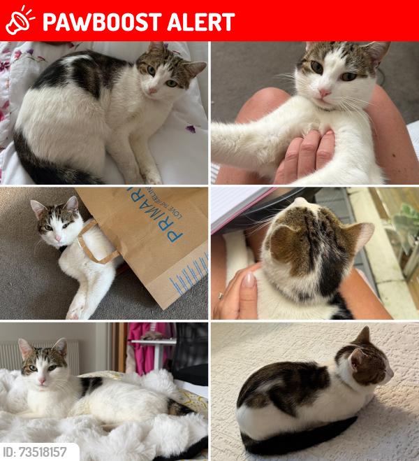 Lost Male Cat last seen Bournemouth Gardens, Bournemouth, Christchurch and Poole, England BH2 6BP