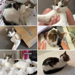 Lost Male Cat last seen Bournemouth Gardens, Bournemouth, Christchurch and Poole, England BH2 6BP