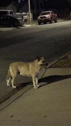 Found/Stray Unknown Dog last seen fourth and baker, Ontario, CA 91764