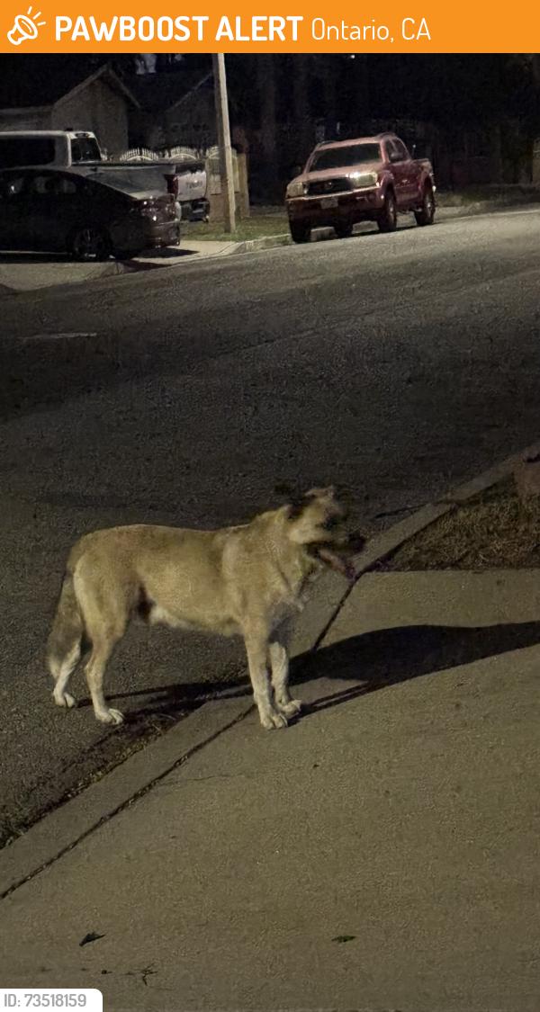 Found/Stray Unknown Dog last seen fourth and baker, Ontario, CA 91764
