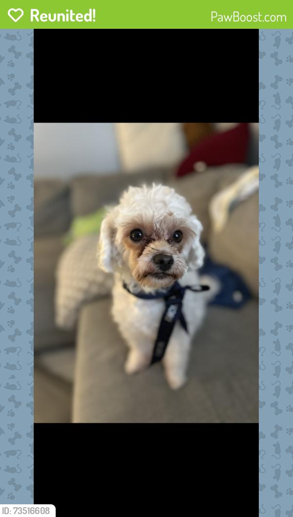 Reunited Female Dog last seen Neil Armstrong and Arroyo Dr. near the cemetery, Montebello, CA 90640