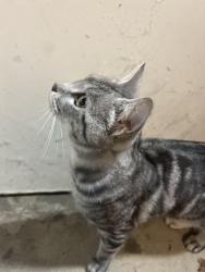 Reunited Unknown Cat last seen The Barlow in Sebastopol Ca, Sebastopol, CA 95473