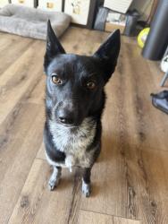 Reunited Female Dog last seen E. Naples, Greg Roger’s, oasis, Chula Vista, CA 91911