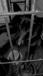 Lost Male Dog last seen Sawtelle blvd,Santa Monica blvd, Beloit ave, Los Angeles, CA 90025