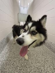Shelter Stray Unknown Dog last seen Annandale, VA 22003, Kandel Ct & Kandel St, Fairfax County, VA, 4500 West Ox Rd, Fairfax, VA 22030, USA