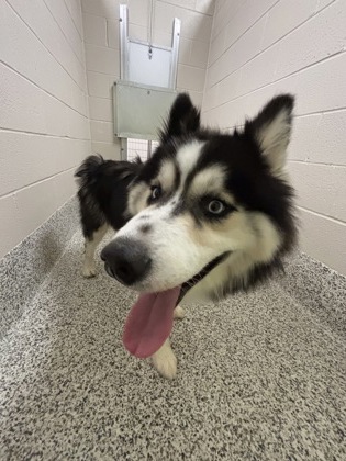Shelter Stray Unknown Dog last seen Annandale, VA 22003, Kandel Ct & Kandel St, Fairfax County, VA, 4500 West Ox Rd, Fairfax, VA 22030, USA