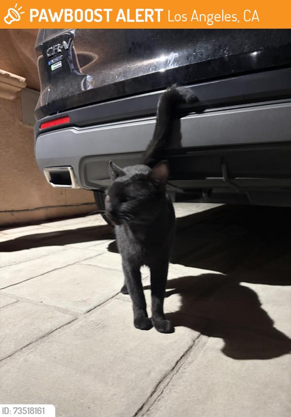 Found/Stray Unknown Cat last seen Topham and Wilbur, Los Angeles, CA 91335