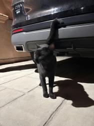 Found/Stray Unknown Cat last seen Topham and Wilbur, Los Angeles, CA 91335