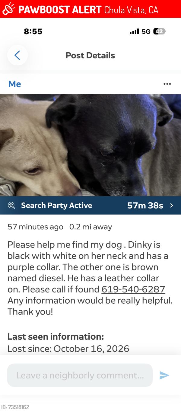 Lost Male Dog last seen Hunte and Silver Springs, Chula Vista, CA 91915