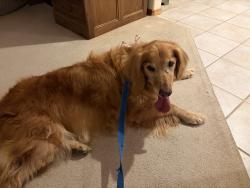 Found/Stray Female Dog last seen WSU Vancouver, Vancouver, WA 98686