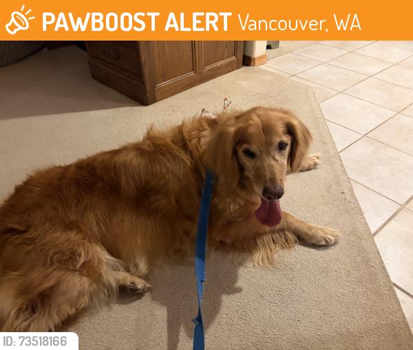 Found/Stray Female Dog last seen WSU Vancouver, Vancouver, WA 98686