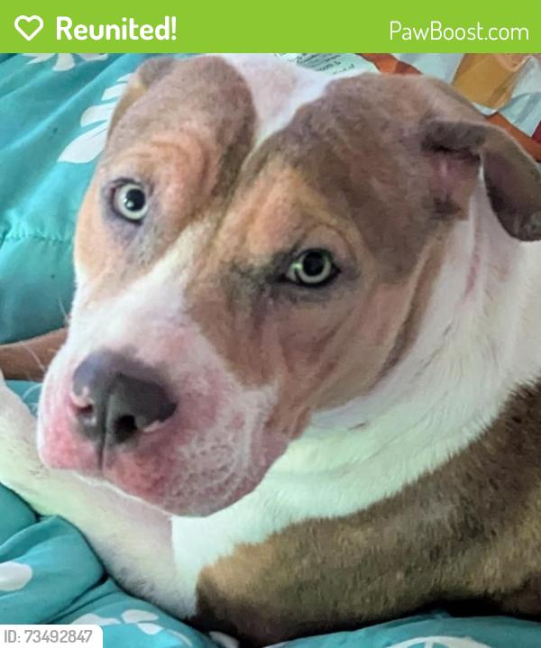 Reunited Male Dog last seen Chalon and Sunset Dr, Victorville, CA 92395