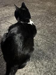 Found/Stray Male Cat last seen Safeway, Oakland, CA 94618