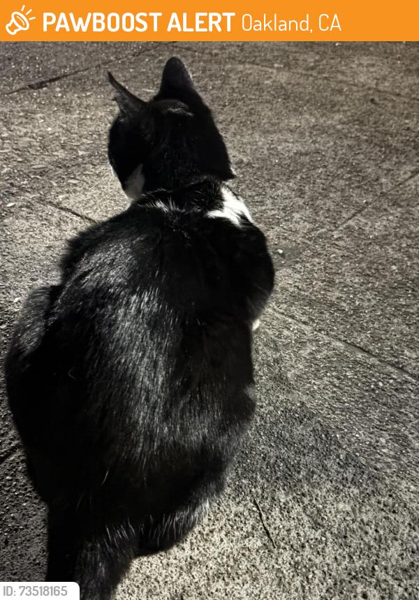 Found/Stray Male Cat last seen Safeway, Oakland, CA 94618