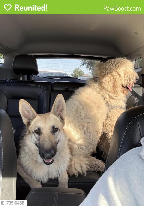Reunited Male Dog last seen Towne lake, Houston, TX 77429