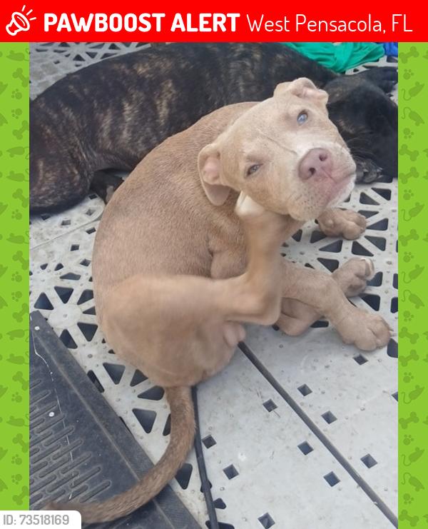Lost Male Dog last seen Chaseville Street and Frisco Road, West Pensacola, FL 32507