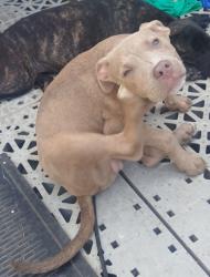 Lost Male Dog last seen Chaseville Street and Frisco Road, West Pensacola, FL 32507