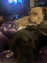 Reunited Male Dog last seen Silver Springs and Hunte pkwy, Chula Vista, CA 91915