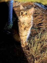 Lost Female Cat last seen Clinton and Cedar, Fresno, CA 93703