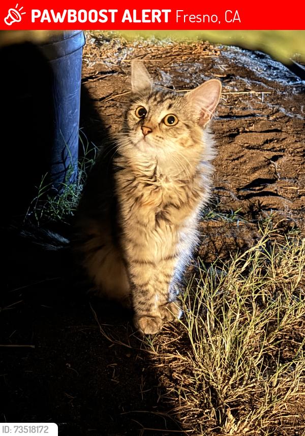 Lost Female Cat last seen Clinton and Cedar, Fresno, CA 93703