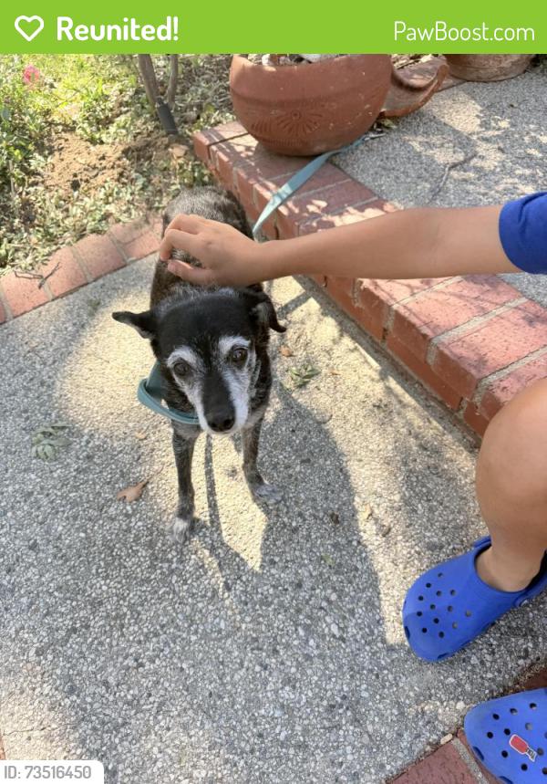 Reunited Male Dog last seen Avenida de las Flores, Thousand Oaks, CA 91360