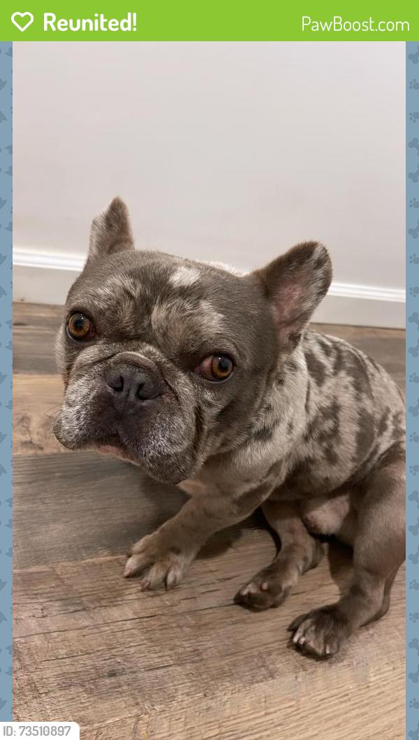 Reunited Male Dog last seen Near Rio Hondo El Monte ca 91733, El Monte, CA 91733