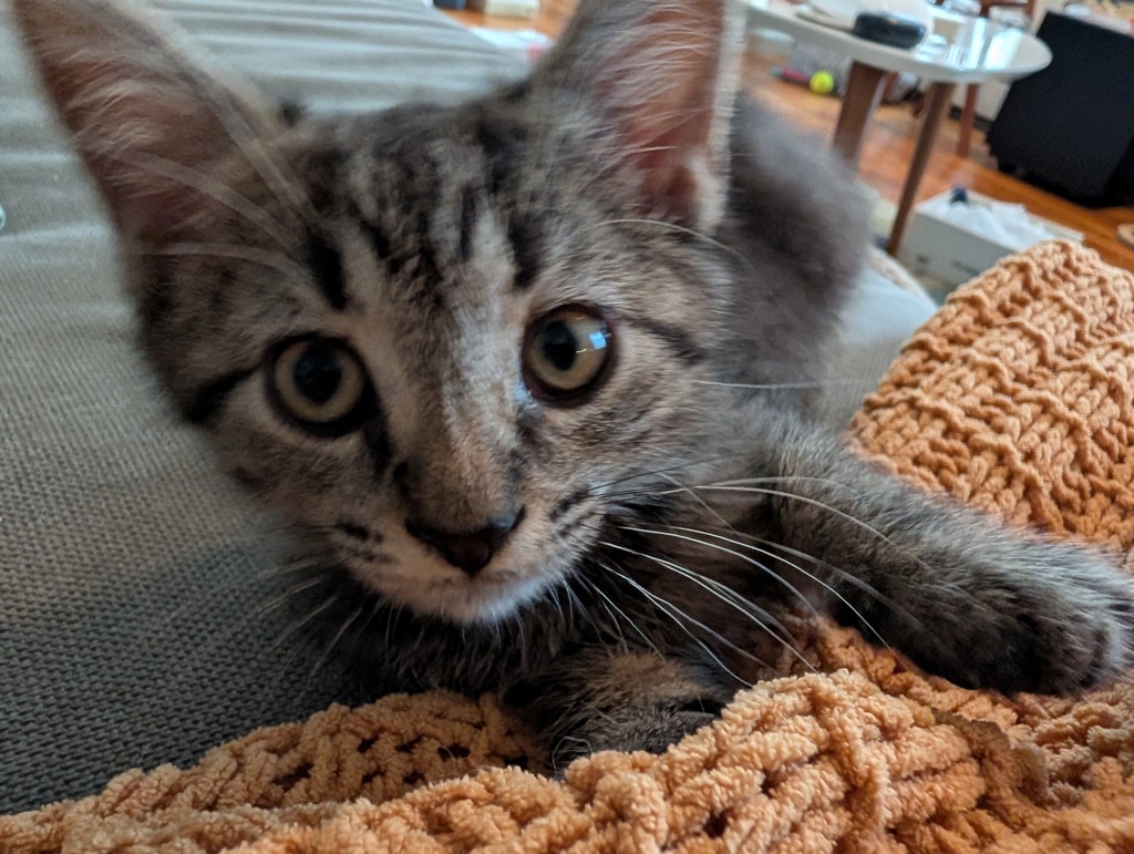 Shelter Stray Female Cat last seen Steinway Avenue, STATEN ISLAND, NY, 10314, 326 E 110th St, New York, NY 10029, USA