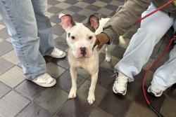 Shelter Stray Male Dog last seen NEW YORK, NY, 10029, 326 E 110th St, New York, NY 10029, USA