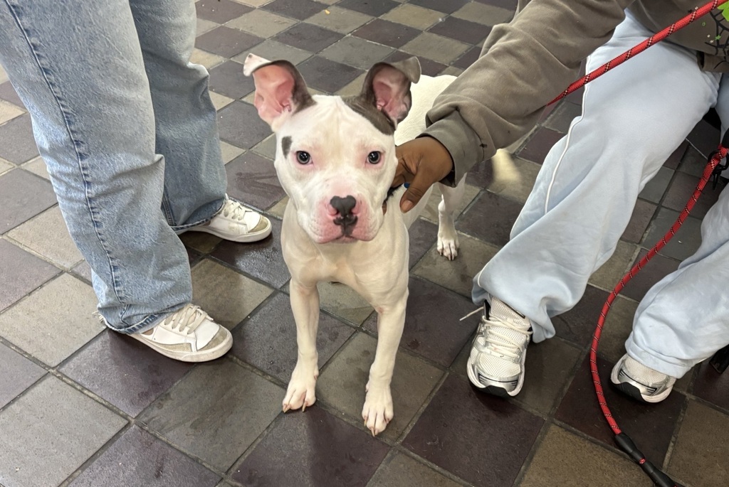 Shelter Stray Male Dog last seen NEW YORK, NY, 10029, 326 E 110th St, New York, NY 10029, USA