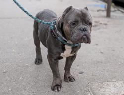 Shelter Stray Male Dog last seen Apt 6e,1 W 182nd Avenue, BRONX, NY, 10453, 326 E 110th St, New York, NY 10029, USA