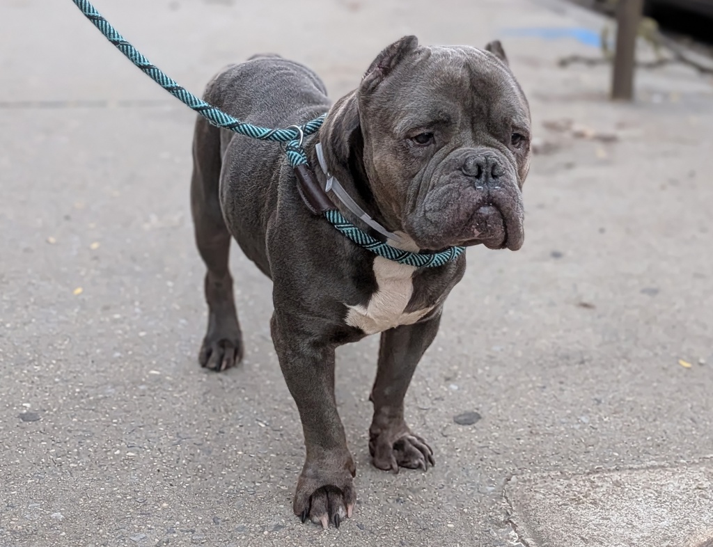 Shelter Stray Male Dog last seen Apt 6e,1 W 182nd Avenue, BRONX, NY, 10453, 326 E 110th St, New York, NY 10029, USA