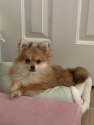 Reunited Female Dog last seen Near Crestford Park LN Houston, TX 77084, Houston, TX 77084