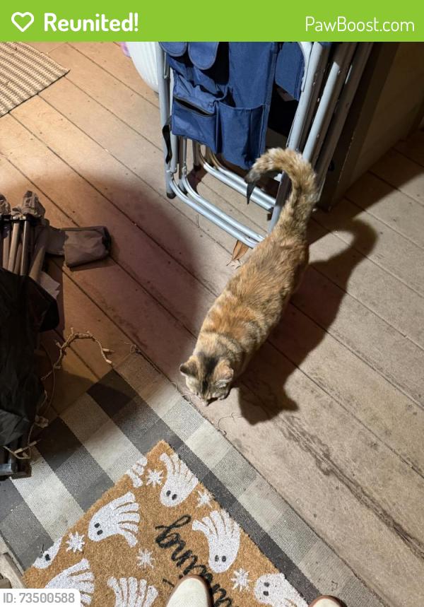 Reunited Female Cat last seen Huddart and lambert, El Monte, CA 91731