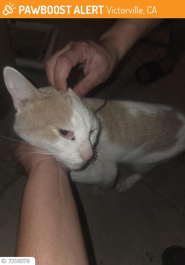 Found/Stray Unknown Cat last seen St Andrews Dr and Sage St, Victorville, CA 92395