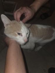Found/Stray Unknown Cat last seen St Andrews Dr and Sage St, Victorville, CA 92395