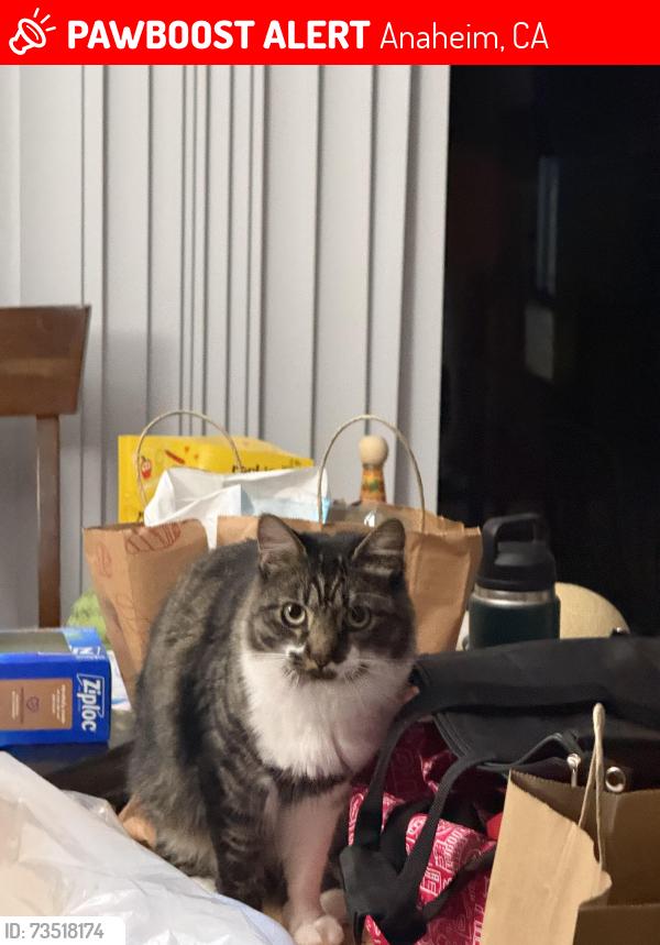 Lost Male Cat last seen Ridge way, Anaheim, CA 92807