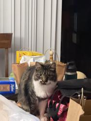 Lost Male Cat last seen Ridge way, Anaheim, CA 92807