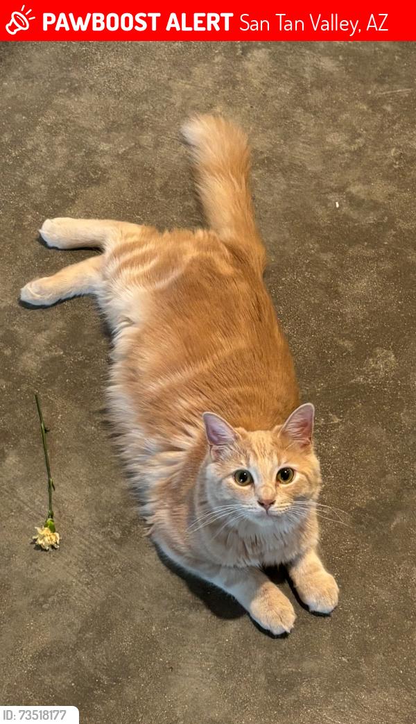 Lost Male Cat last seen N Tatonga trl, San Tan Valley, AZ 85143
