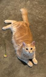 Lost Male Cat last seen N Tatonga trl, San Tan Valley, AZ 85143