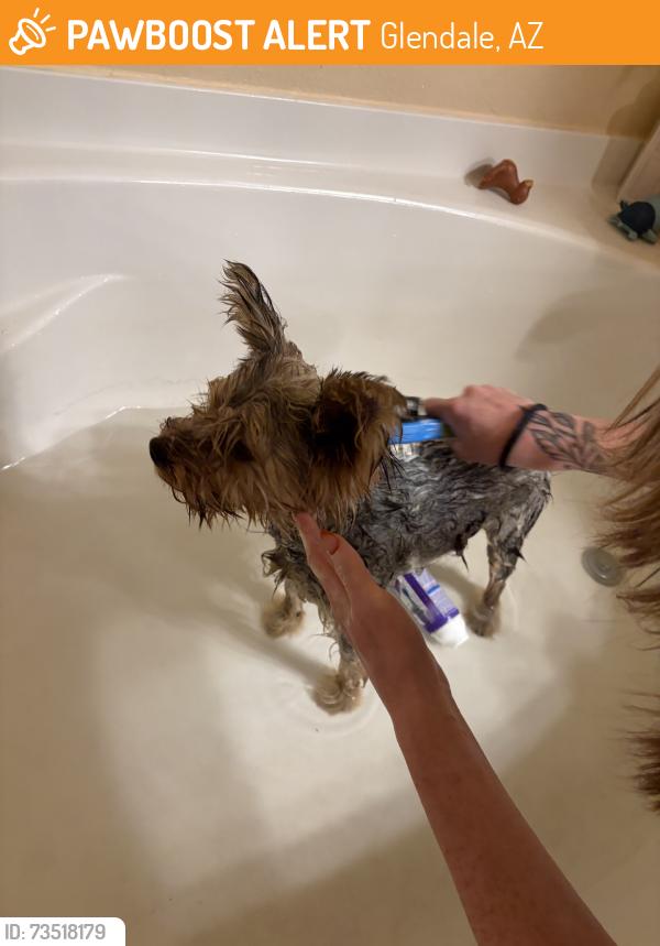 Found/Stray Female Dog last seen Heritage park, Glendale, AZ 85301