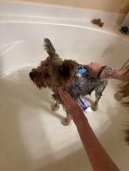 Found/Stray Female Dog last seen Heritage park, Glendale, AZ 85301
