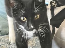 Lost Male Cat last seen Near e Tropicana and reno, Las Vegas, NV 89109