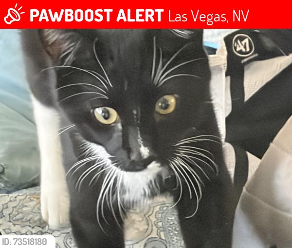 Lost Male Cat last seen Near e Tropicana and reno, Las Vegas, NV 89109