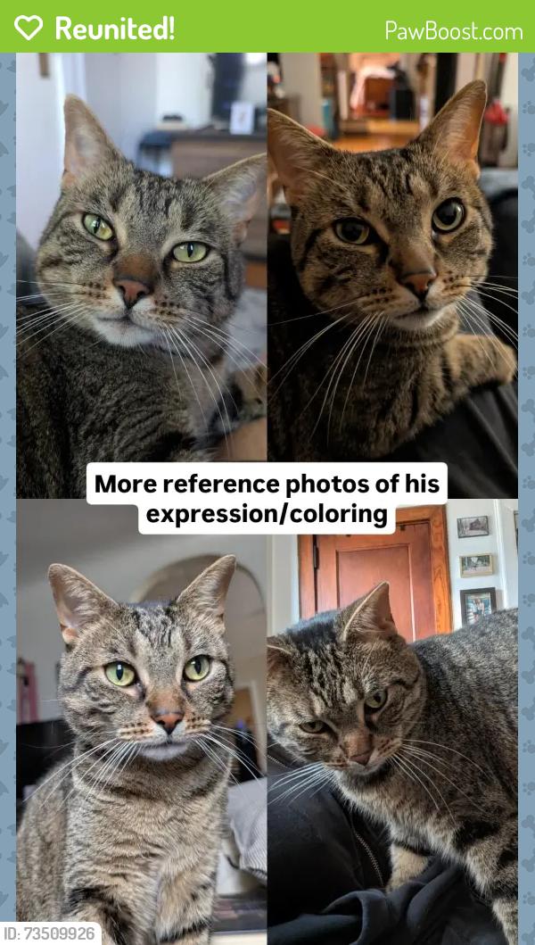Reunited Male Cat last seen Cherry and Diamond, Grand Rapids, MI 49506