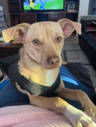 Reunited Male Dog last seen Near Green Valley Rd, Chula Vista, CA 91915, USA, Chula Vista, CA 91915