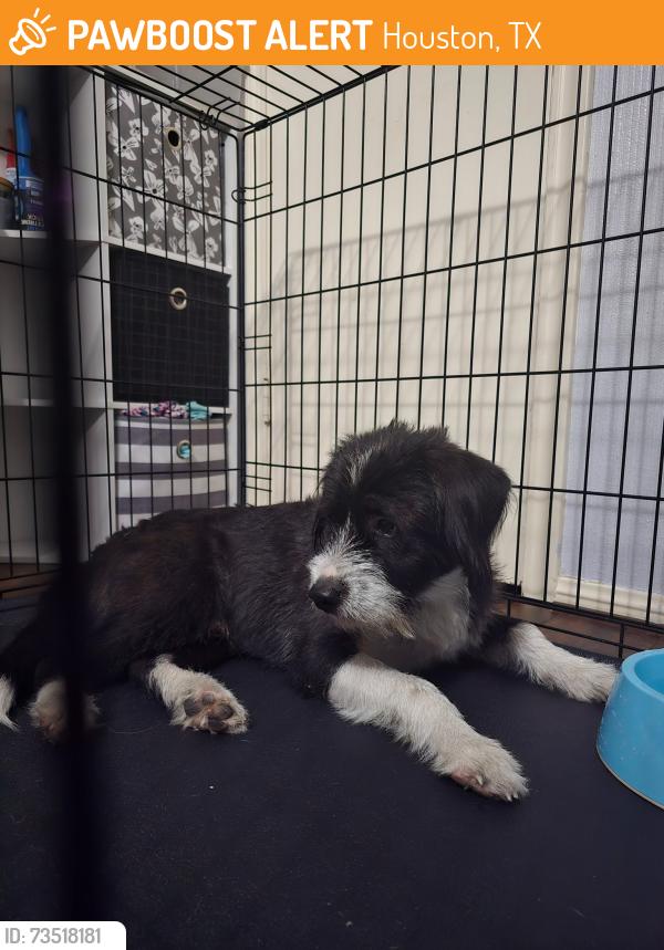 Found/Stray Female Dog last seen Champion Forest, Houston, TX 77069